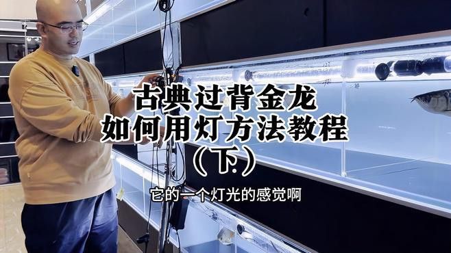古典過背金龍魚用什么燈光照射 古典過背金龍魚用什么燈光照射 龍魚百科