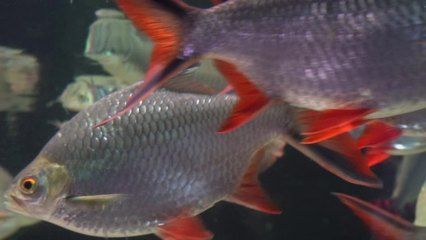 金龍魚魚鱗充血：金龍魚魚鱗充血可能是由多種原因引起的，請注意治療