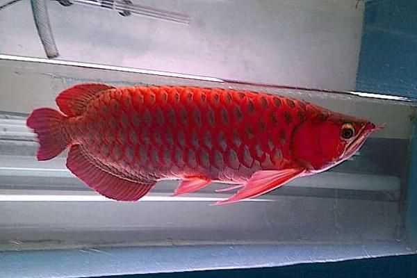 金龍魚魚鱗充血：金龍魚魚鱗充血可能是由多種原因引起的，請注意治療