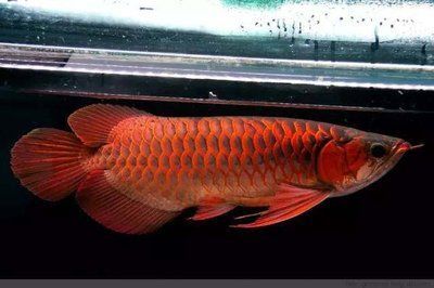 龍魚一個月不換水會死嗎：龍魚一個月不換水會死嗎龍魚一個月不換水會死嗎 龍魚一個月不換水會死嗎：龍魚一個月不換水會死嗎龍魚一個月不換水會死嗎 龍魚百科 第2張