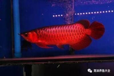 龍魚一個月不換水會死嗎：龍魚一個月不換水會死嗎龍魚一個月不換水會死嗎 龍魚一個月不換水會死嗎：龍魚一個月不換水會死嗎龍魚一個月不換水會死嗎 龍魚百科 第1張