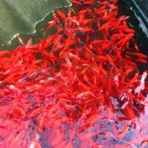 龍魚進貨渠道:如何選擇龍魚進貨渠道 龍魚百科 第2張 龍魚進貨渠道:如何選擇龍魚進貨渠道 龍魚進貨渠道:如何選擇龍魚進貨渠道 龍魚百科 第2張