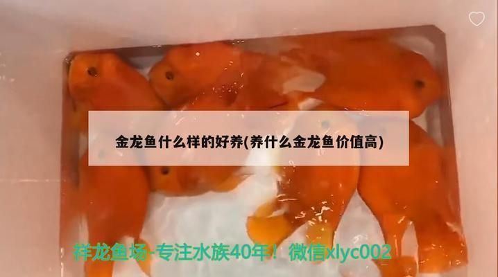 紅龍魚不吃食怎么辦：紅龍魚不吃食可能是種種原因導致紅龍魚不吃食的原因