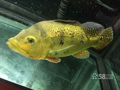 龍魚尾巴爛了怎么辦?。糊堲~尾巴爛了可能是由于多種原因造成的，龍魚疾病預防措施