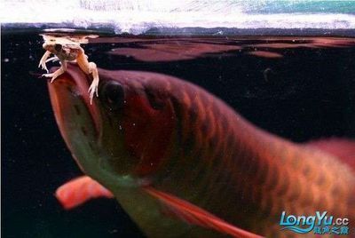 紅龍魚訓食：紅龍魚的訓食技巧分享，紅龍魚訓食技巧分享，