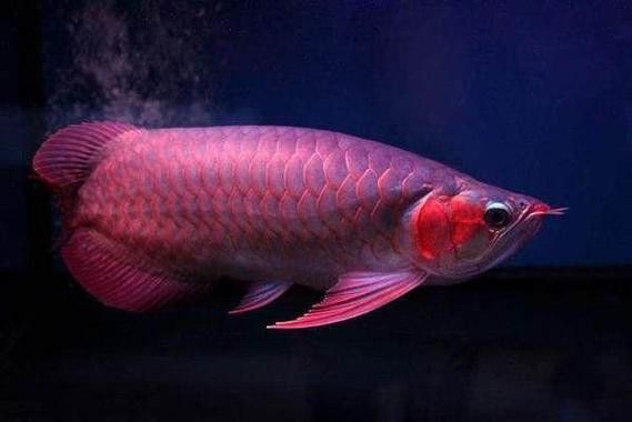 赤血紅龍魚圖片欣賞大全大圖 龍魚百科 第15張 赤血紅龍魚圖片欣賞大全大圖 赤血紅龍魚圖片欣賞大全大圖 龍魚百科 第15張