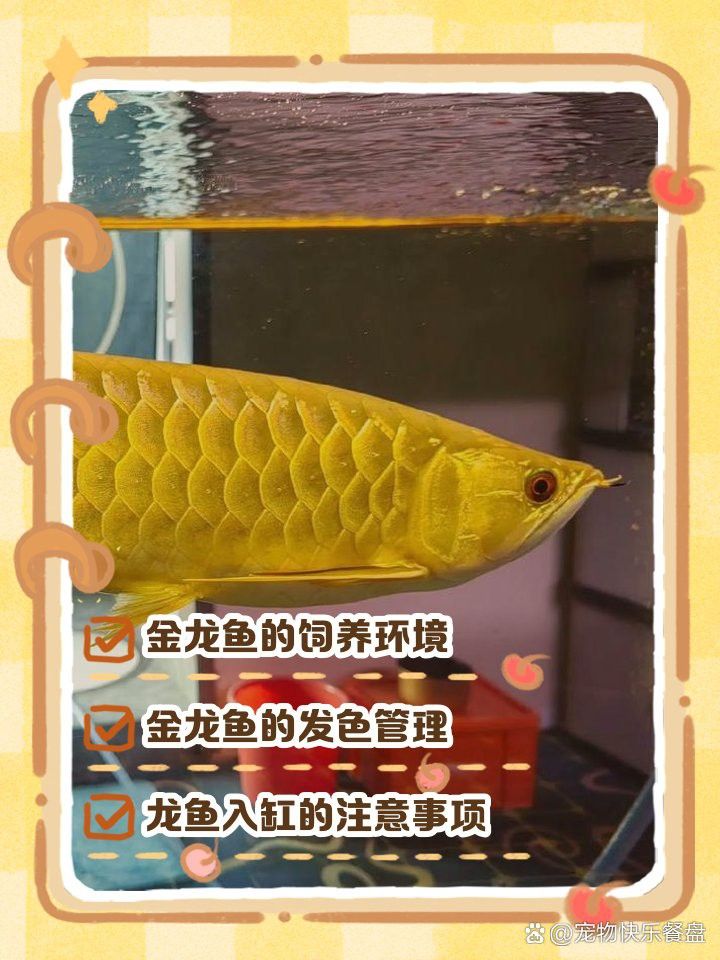 金龍魚開始發色了嗎 金龍魚開始發色了嗎 龍魚百科 第13張