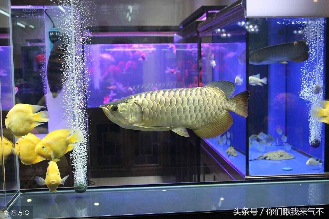 金龍魚20厘米用多大魚缸合適：金龍魚20厘米用多大魚缸合適用多大魚缸合適