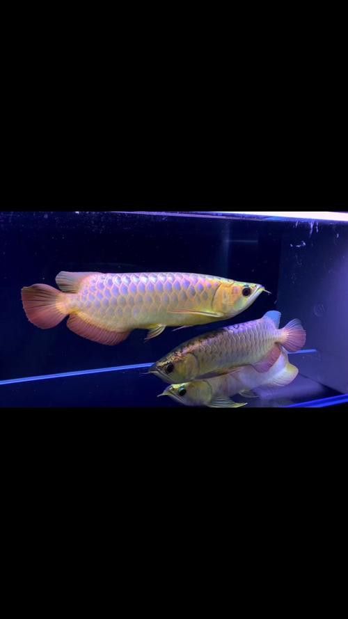 藍(lán)龍魚可以和什么魚混養(yǎng)呢圖片大全