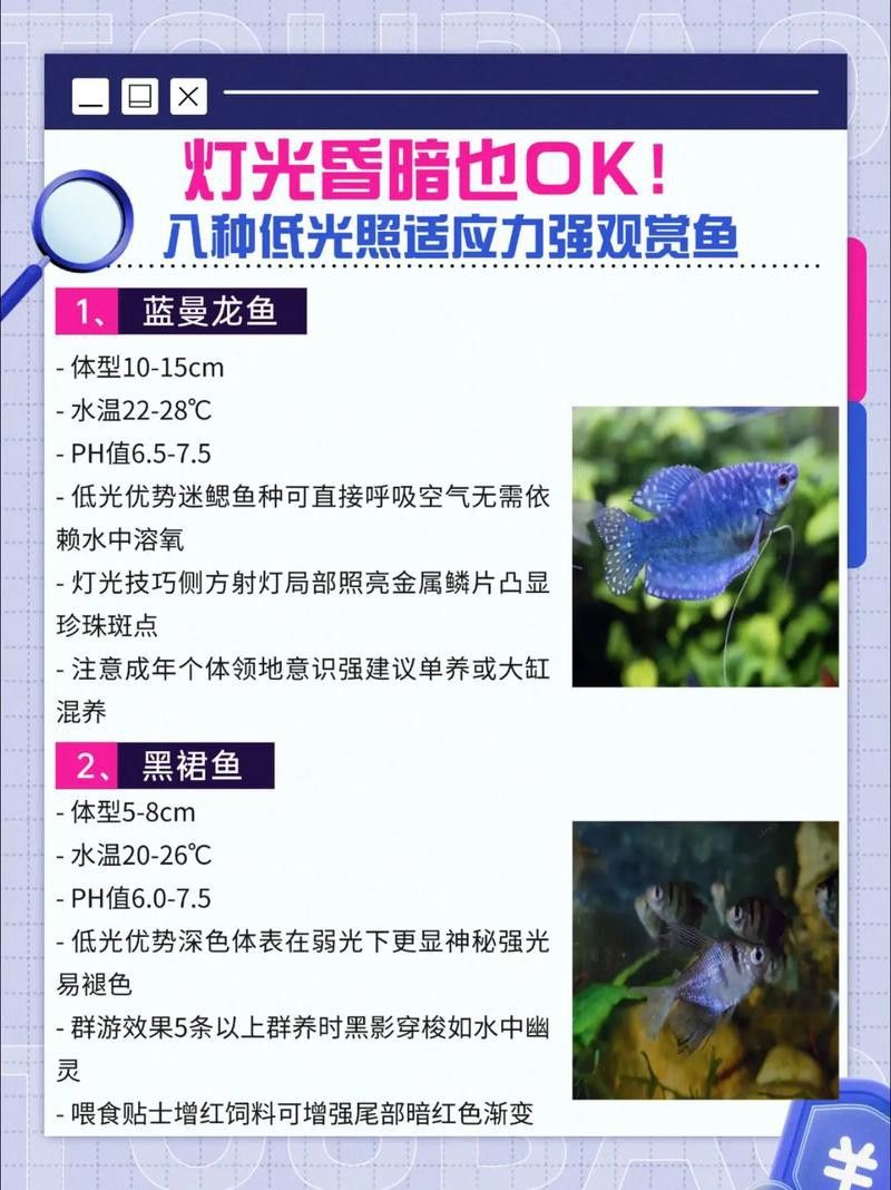 藍(lán)龍魚可以和什么魚混養(yǎng)呢圖片大全