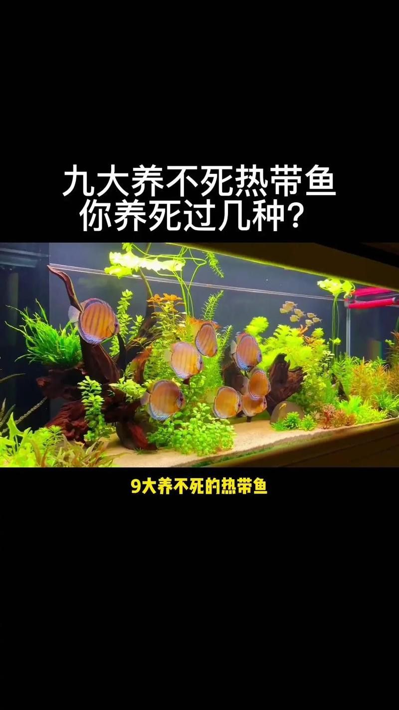 藍(lán)龍魚可以和什么魚混養(yǎng)呢圖片大全
