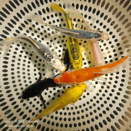 藍(lán)龍魚可以和什么魚混養(yǎng)呢圖片大全