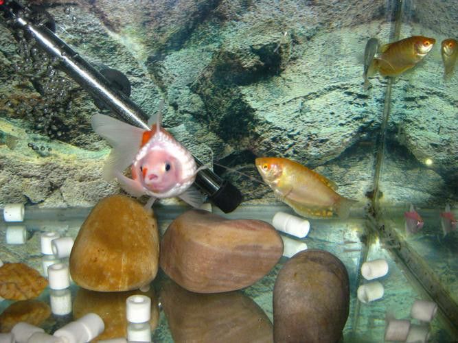 藍(lán)龍魚可以和什么魚混養(yǎng)呢圖片大全