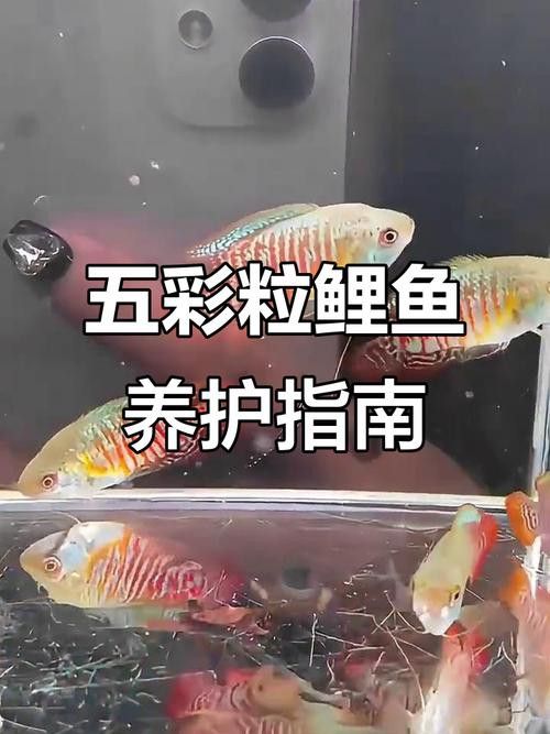 藍(lán)龍魚可以和什么魚混養(yǎng)呢圖片大全