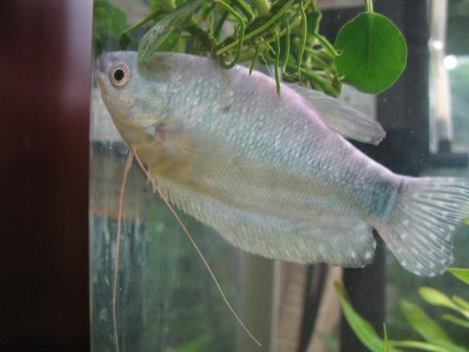 藍(lán)龍魚可以和什么魚混養(yǎng)呢圖片大全