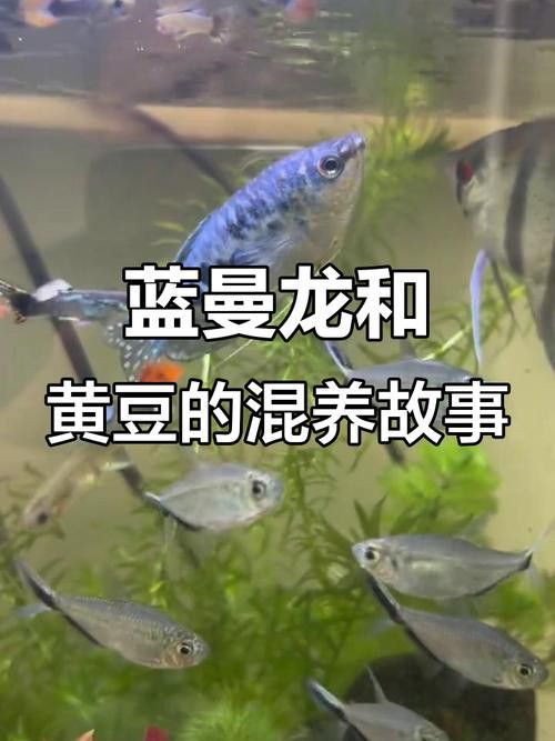 藍(lán)龍魚可以和什么魚混養(yǎng)呢圖片大全