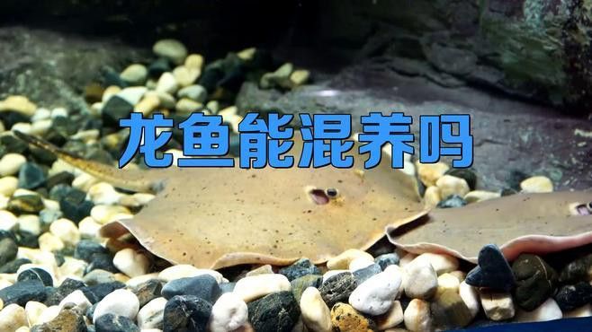 藍(lán)龍魚可以和什么魚混養(yǎng)呢圖片大全