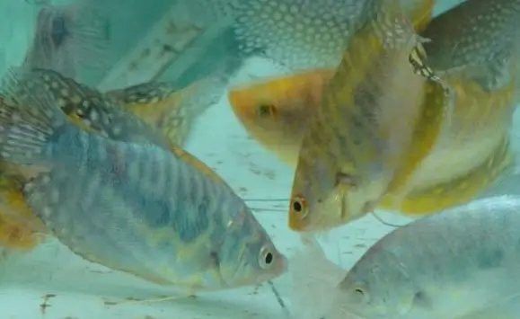 藍(lán)龍魚可以和什么魚混養(yǎng)呢圖片大全