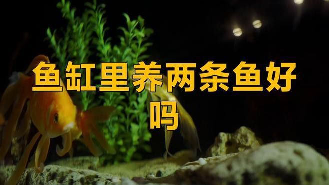 藍(lán)龍魚可以和什么魚混養(yǎng)呢圖片大全