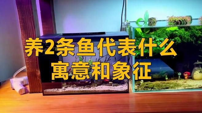 藍(lán)龍魚可以和什么魚混養(yǎng)呢圖片大全