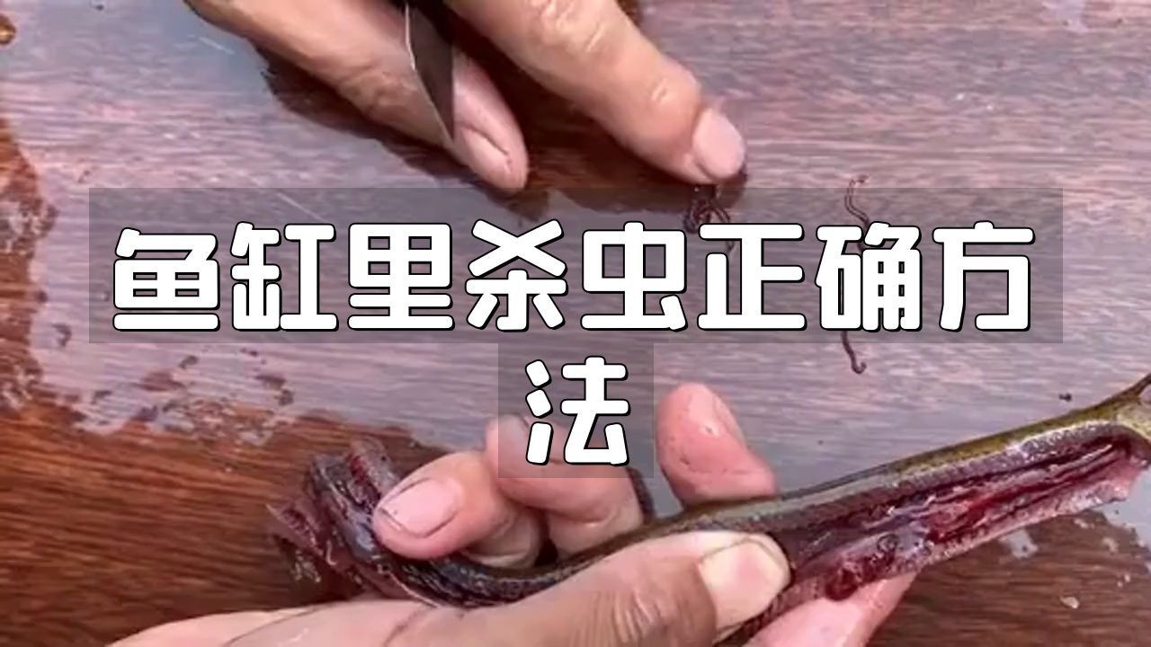 魚缸里殺蟲正確方法 魚缸里殺蟲正確方法 龍魚百科 第3張