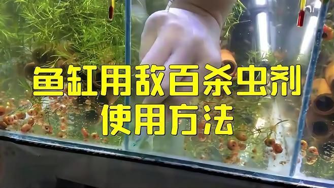 魚缸里殺蟲正確方法 魚缸里殺蟲正確方法 龍魚百科 第5張