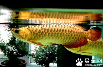 紅龍魚眼睛突出很多是什么原因呢圖片大全圖解（紅龍魚眼睛外凸什么原因） 紅龍魚眼睛突出很多是什么原因呢圖片大全圖解（紅龍魚眼睛外凸什么原因） 龍魚百科