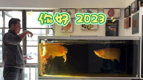 尋找便宜的龍魚進貨地點是每個想要開設觀賞魚店或者養魚愛好者的重要考慮因素：如何尋找便宜的龍魚進貨地點