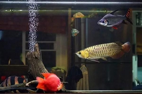 古典龍魚怎么養(yǎng)活的（怎么飼養(yǎng)古典金龍魚）