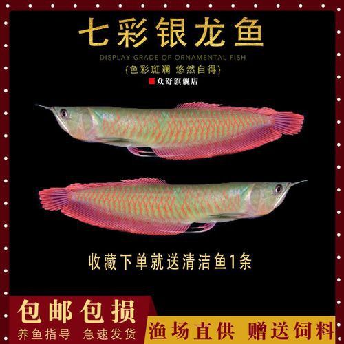 七彩銀龍魚是什么品種 七彩銀龍魚是什么品種 龍魚百科 第8張