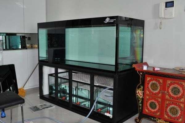 龍魚魚缸最小尺寸是多大 龍魚魚缸最小尺寸是多大 龍魚百科 第16張