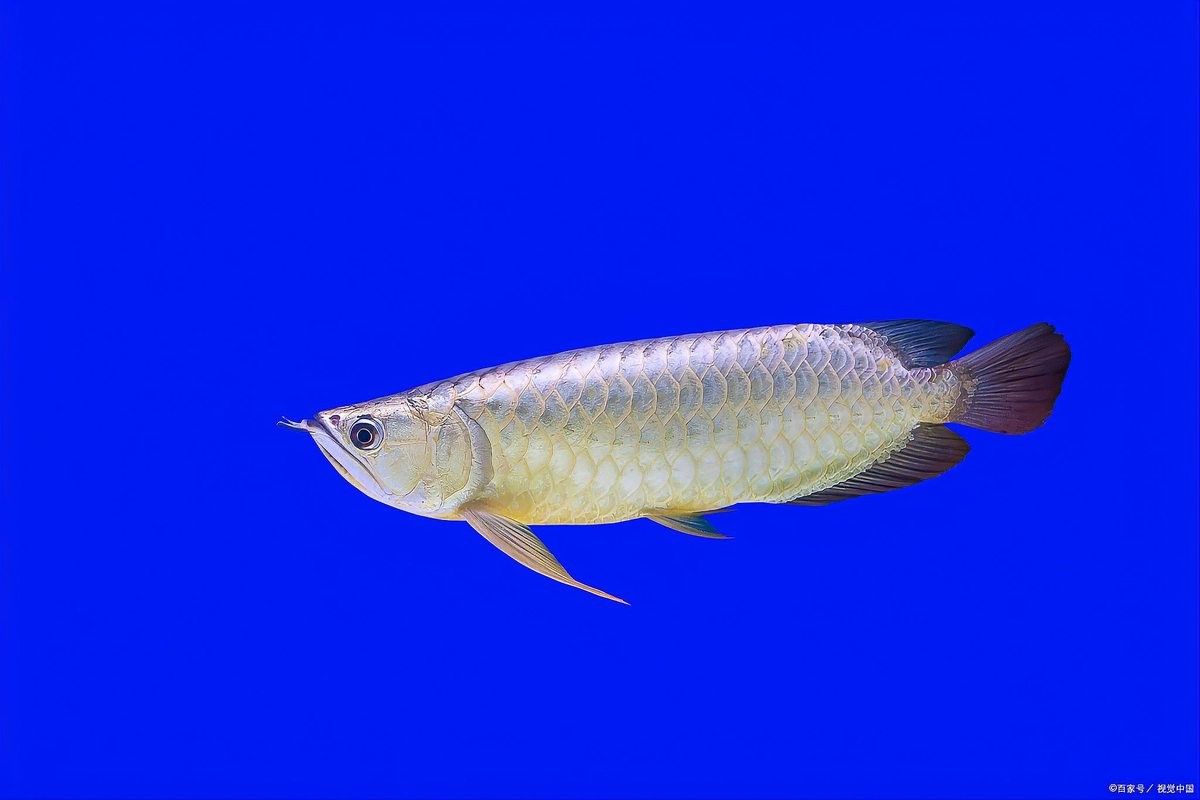 銀龍魚適合多少度