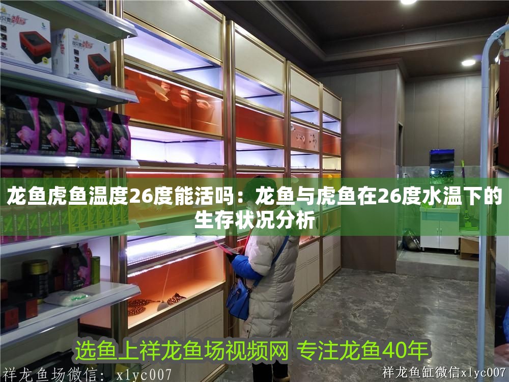 龍魚虎魚溫度26度能活嗎：龍魚與虎魚在26度水溫下的生存狀況分析