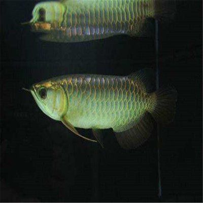 金龍魚和銀龍魚飼養(yǎng)方法,金龍魚與銀龍魚共養(yǎng)指南,銀龍魚快速生長秘訣