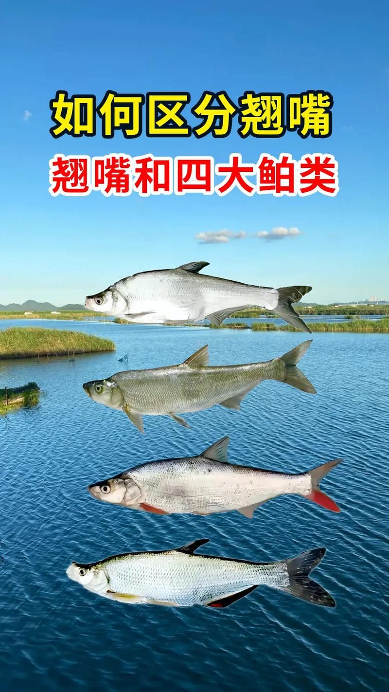 翹嘴魚和金龍魚的區(qū)別在哪里圖片