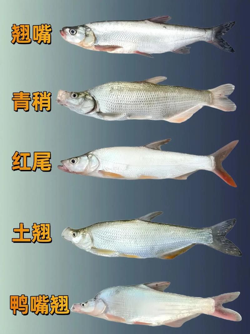翹嘴魚和金龍魚的區(qū)別在哪里圖片