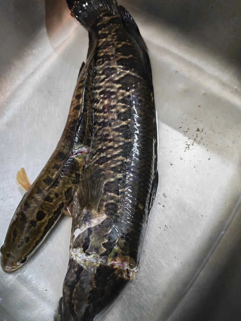 翹嘴魚和金龍魚的區(qū)別在哪里圖片
