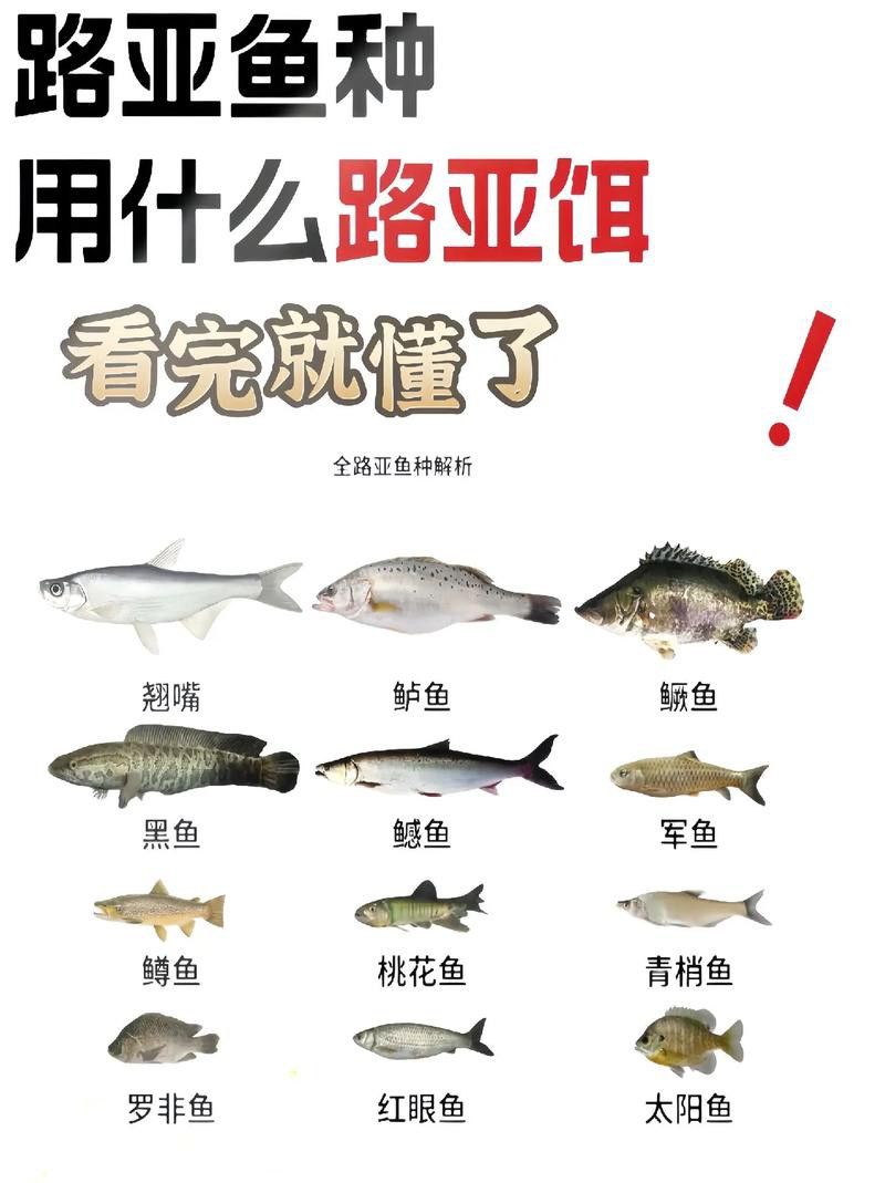 翹嘴魚和金龍魚的區(qū)別在哪里圖片
