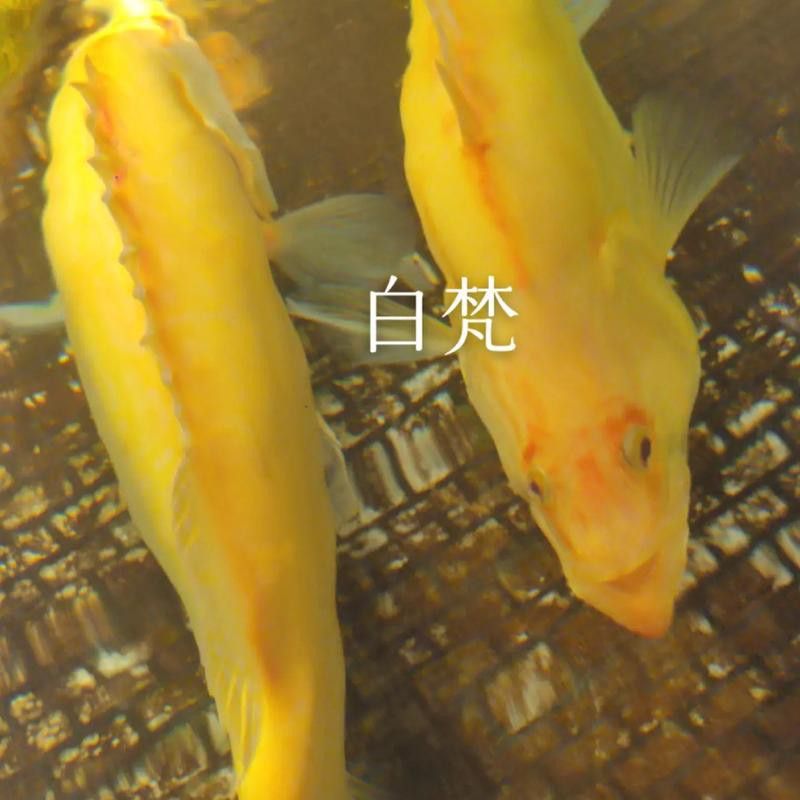翹嘴魚和金龍魚的區(qū)別在哪里圖片