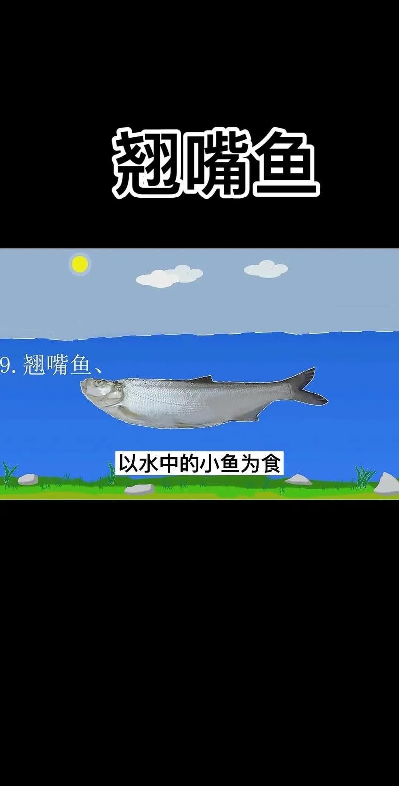 翹嘴魚和金龍魚的區(qū)別在哪里圖片