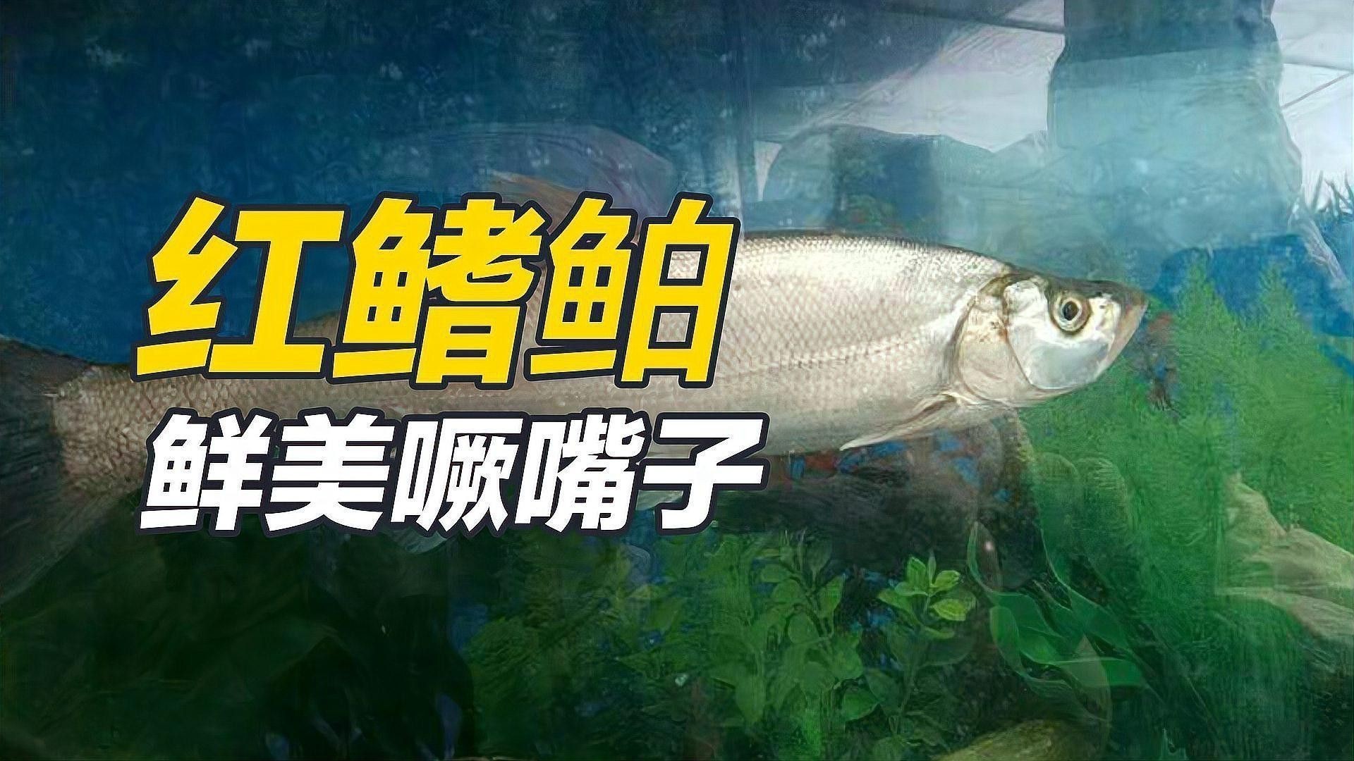 翹嘴魚和金龍魚的區(qū)別在哪里圖片