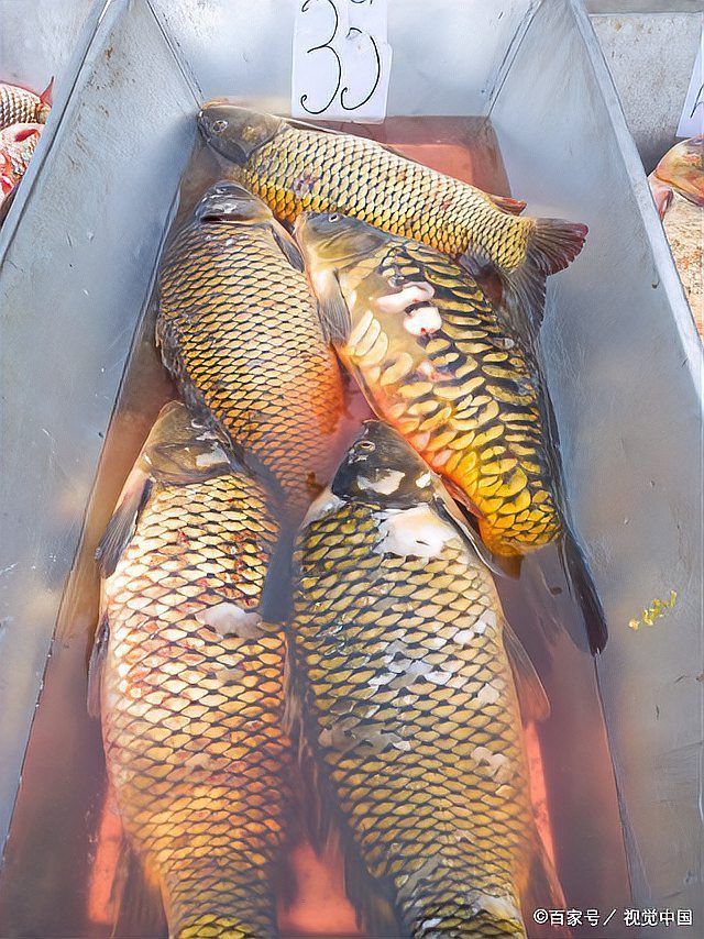 如何區分魚充血的不同類型？