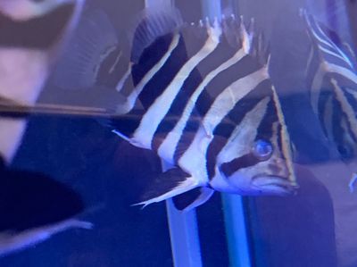 龍魚咬豬鼻龜怎么辦：豬鼻龜不咬龍魚怎么辦，豬鼻龜咬魚的解決辦法是什么 龍魚咬豬鼻龜怎么辦：豬鼻龜不咬龍魚怎么辦，豬鼻龜咬魚的解決辦法是什么 龍魚百科 第4張