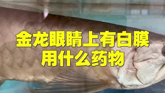 龍魚眼睛白膜脫落如何治療？