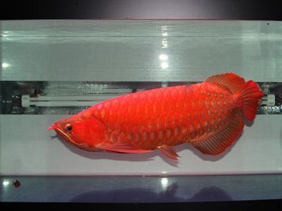 什么品種的紅龍魚最好看又好養的魚：什么品種的紅龍魚好看