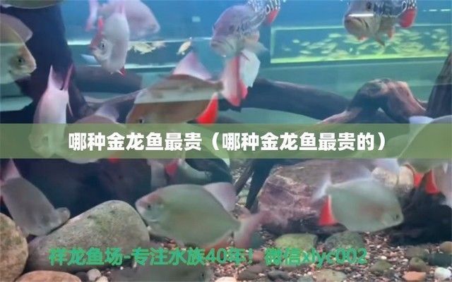 什么顏色的金龍魚最值錢呢：金龍魚哪種顏色最值錢