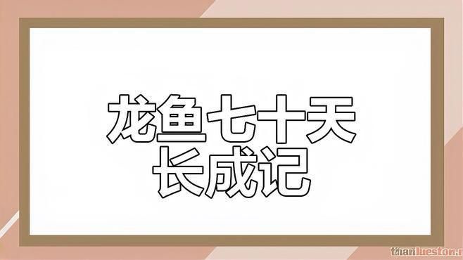 藍(lán)底金龍魚的生長過程視頻
