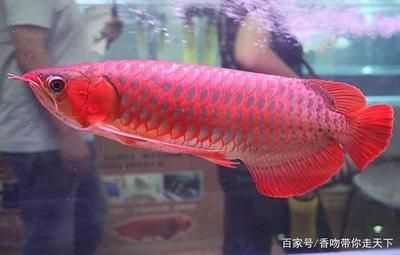 紅龍魚有什么寓意：紅龍魚有什么寓意？