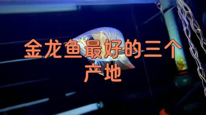 金龍魚的發源地在哪