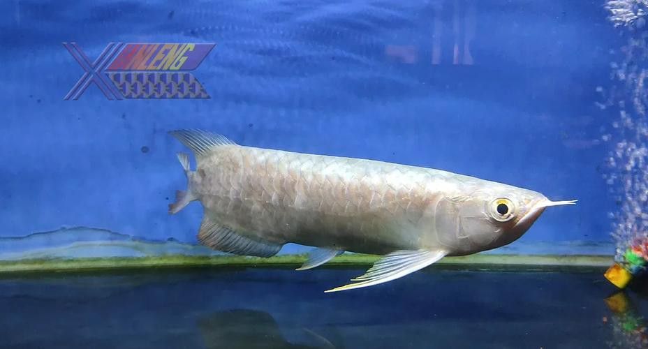 金龍魚的發源地在哪